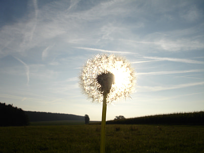 dandelion, back light, flower, nature, sun