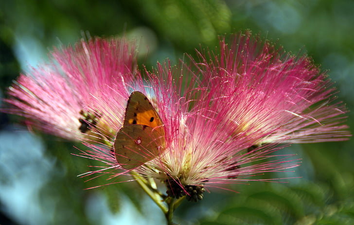mariposa, amarillo, flor, para colorear, naturaleza, insectos, mariposa - insecto