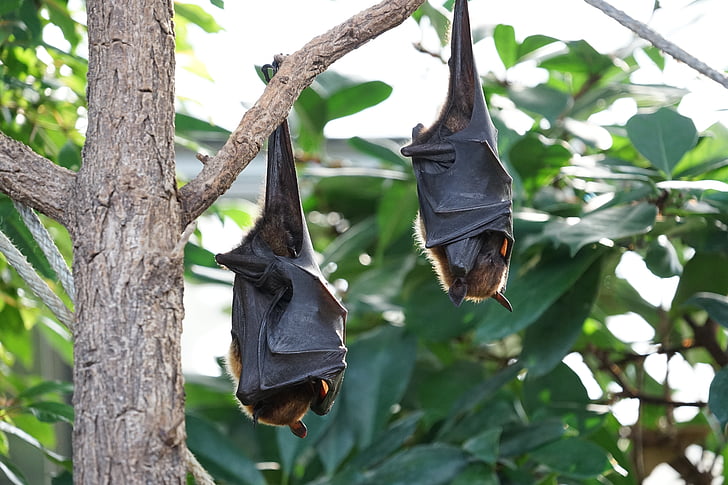 Flying rever, balltre, tropiske bat