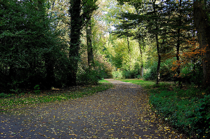 forest, away, forest path, mood, atmosphere, autumn, leaves