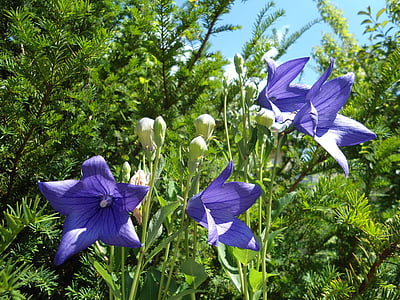 Bell bluem, puķe, campanula, zieds, Bloom, zila, daba