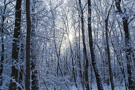 vinter skov, skov, træer, sne, vinter, vinter magi, vinterlige