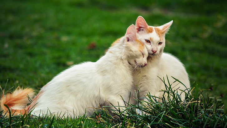 two, white, orange, cats, green, grass, lawn