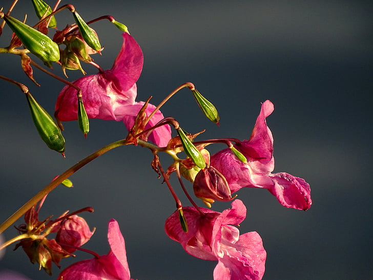 Balsam, merah muda, India springkraut, Blossom, mekar, bunga liar, tanaman