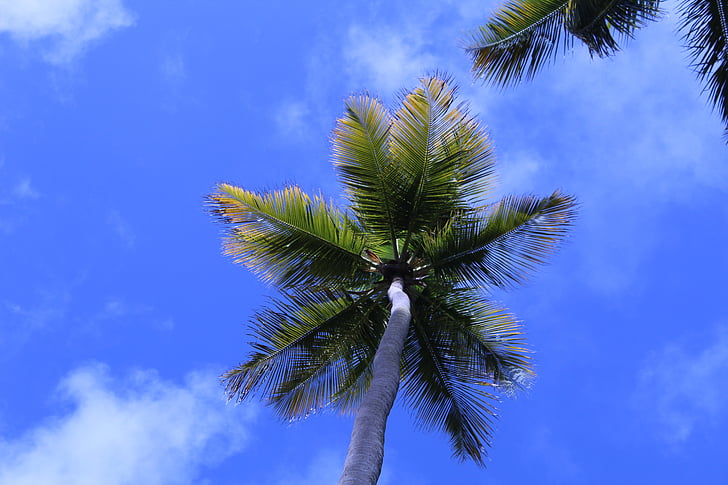 árvore de coco, praia, Brasil