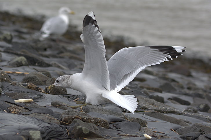 seagull, herring gull, bread, eat, larus argentatus, large gull, seevogel