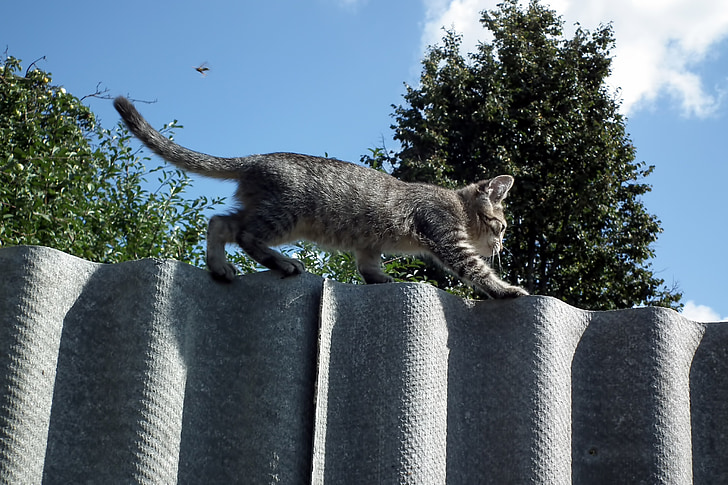 mèo con, hàng rào, con mèo, vật nuôi, rất ít, sọc, động vật