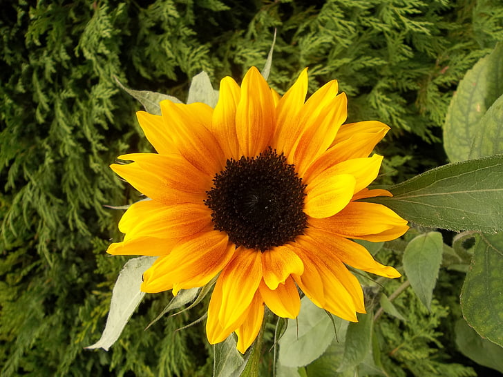 bunga matahari, Taman, bunga, bunga, kuning, tanaman, kelopak