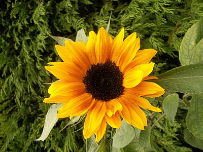 sunflower, garden, flowers, flower, yellow, plant, petal