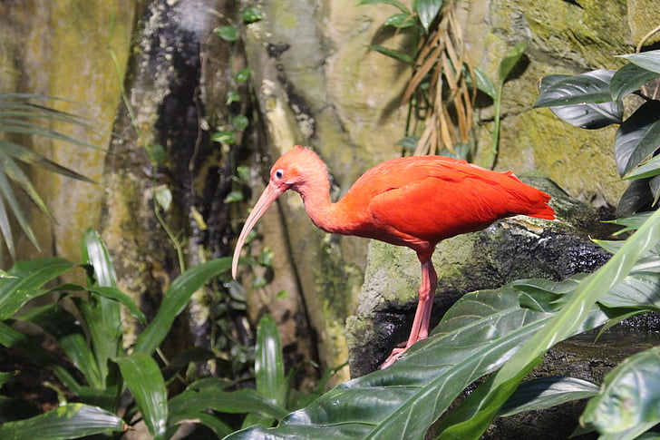 bird, nature, wildlife, animal, pink feathers, scarlet ibis, beak