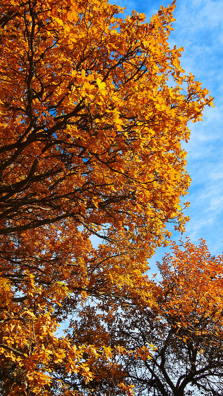 warna, pohon, musim gugur, alam, emas, cerah, musim