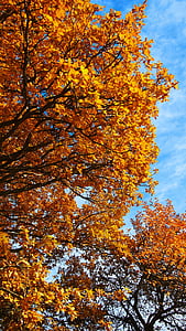 barvy, strom, podzim, Příroda, zlato, světlé, sezóny