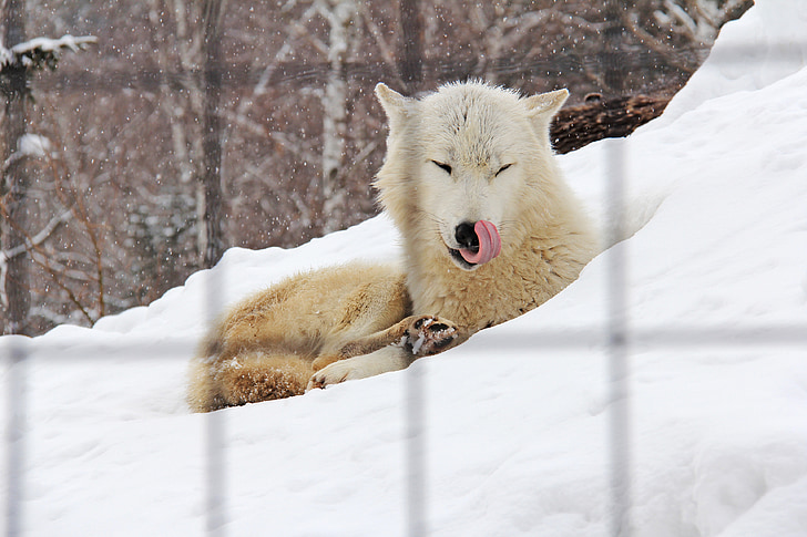 หมาจิ้งจอกอาร์กติก, สุนัขจิ้งจอก, สีขาว, ฤดูหนาว, เย็น, หิมะ, ฮอกไกโด
