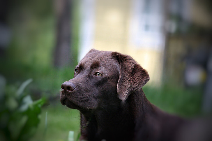 hond, zomer, Labrador, dierlijke portret