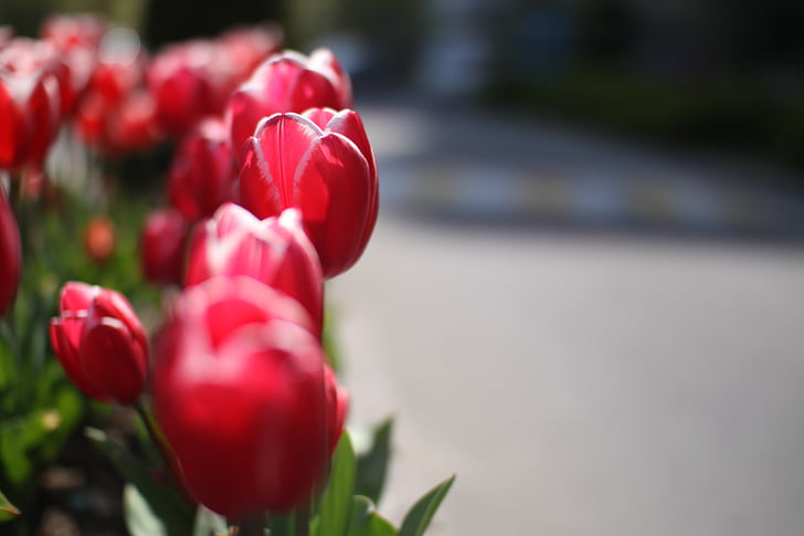 Tulip, blomster, våren