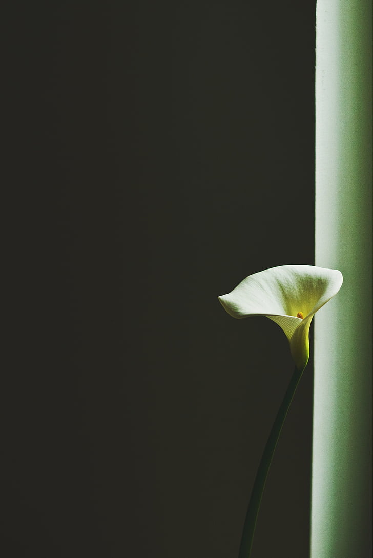 biały, Calla, Lily, kwiat, wewnątrz, Pokój, Bloom