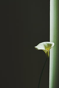 bela, Močvirska kačunka, Lily, cvet, znotraj, soba, cvet