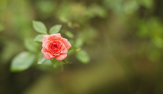 flor color de rosa, flor color de rosa pequeño, flor, color de rosa, flores, naturaleza, flor color de rosa-