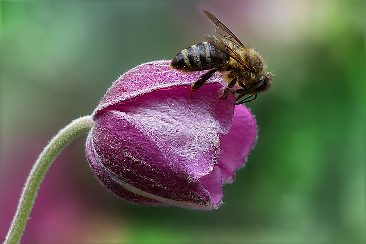 Bee, Honey bee, API'er, insekt, blomst, haven, natur