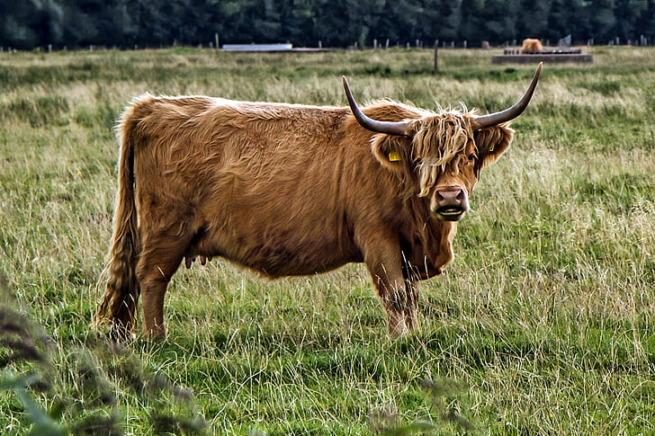 galloway, beef, livestock, agriculture, horns, shaggy, cow