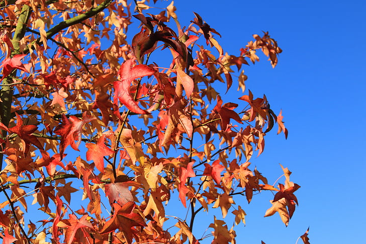 igla list javora, Javor, Crveni, lišće, šarene, Maple lišća, listopadno drvo