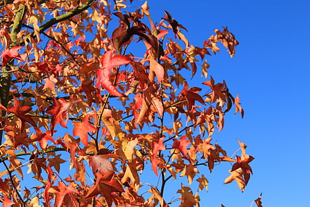 érable à feuilles aiguille, érable, rouge, feuilles, coloré, feuilles d’érable, arbre à feuilles caduques