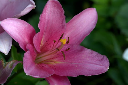 Lilija, rozā, puķe, zieds, Bloom, augu, daba