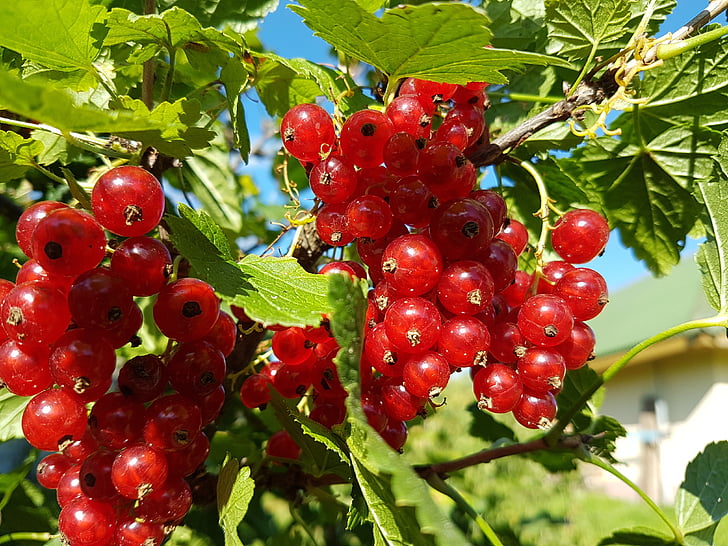 red currant, berry, nature, garden