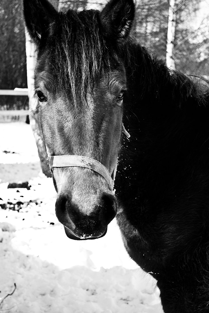 o cavalo, Inverno, animal, cavalo, paisagem, animais