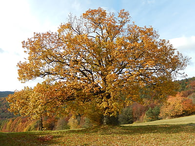 Příroda, strom, podzim, Koruna stromu, listnatý strom, list, sezóny