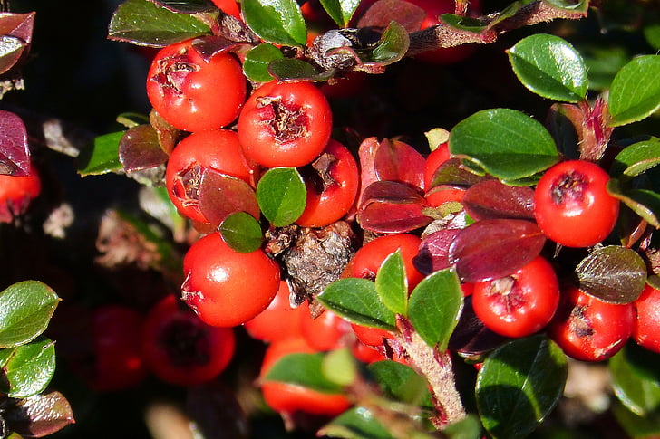 cotoneaster, fruits, red, rose greenhouse, periwinkle, ornamental plant