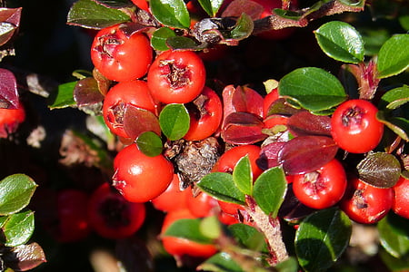Cotoneaster, vaisiai, raudona, rožių šiltnamio efektą sukeliančių, Litorina, dekoratyvinių augalų