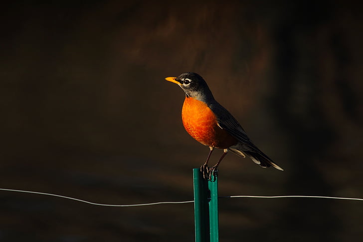 bird, wildlife, oriole, fence, wire, perched, beautiful