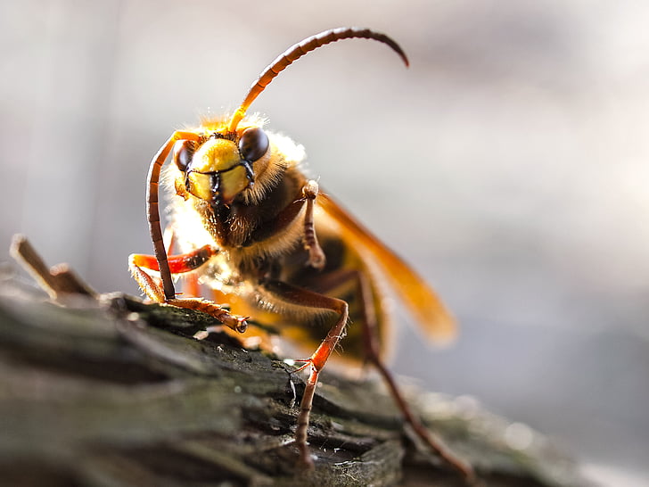 hornet, insect, nature, animal