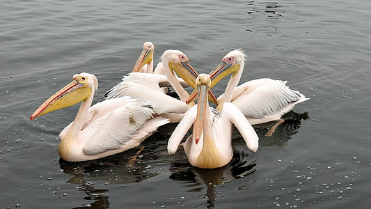 pelikan, ธรรมชาติ, ทะเล, สัตว์, นก, ท้องฟ้า, ว่ายน้ำ