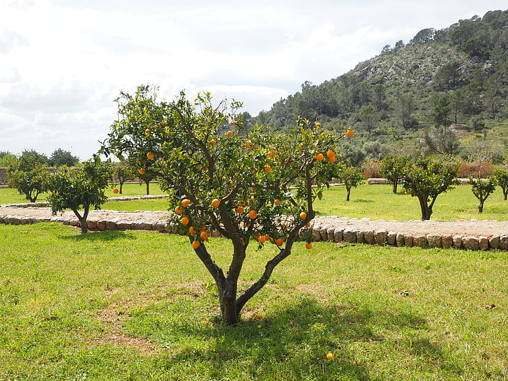 appelsiinipuu, Orange grove, Plantation, oranssi rodut, puu, pieni, Bäumchen