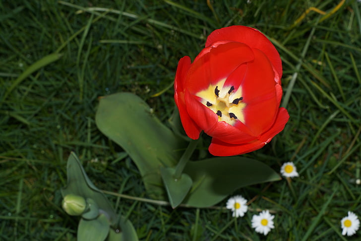 Tulipan, cvet, bel ko lilija rodbina, pomlad, cvet, rdeča, pisane