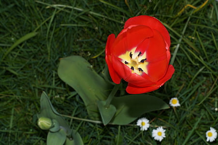 Tulip, bloem, familie van de lelie, lente, Bloom, rood, kleurrijke