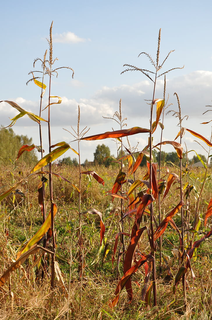 maïs, herfst veld, weide, laat gaan, Kampinos, kampinowska gaan laat, Leszno