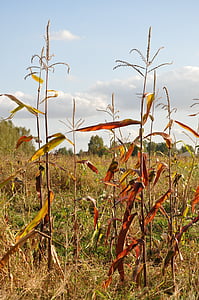 maíz, campo de otoño, Prado, Vamos, Kampinos, vamos kampinowska, Leszno