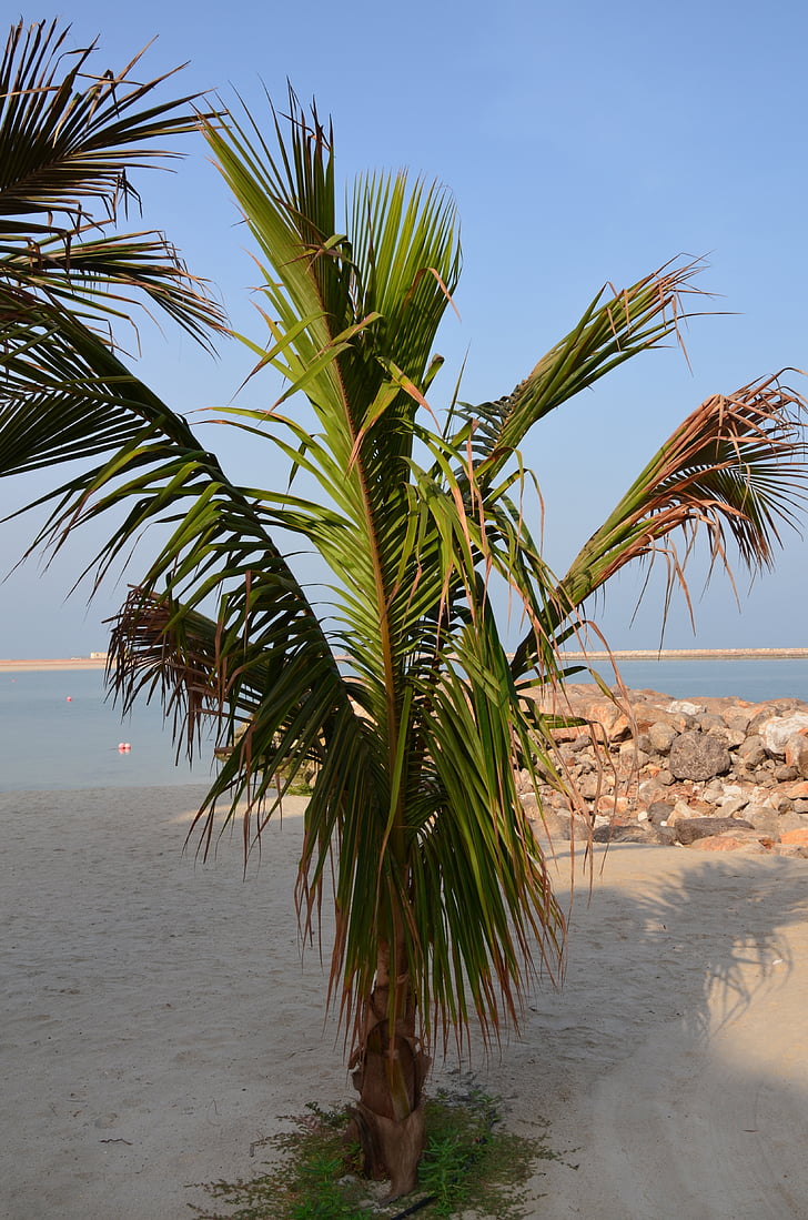 Palm, Deniz, plaj, tatil