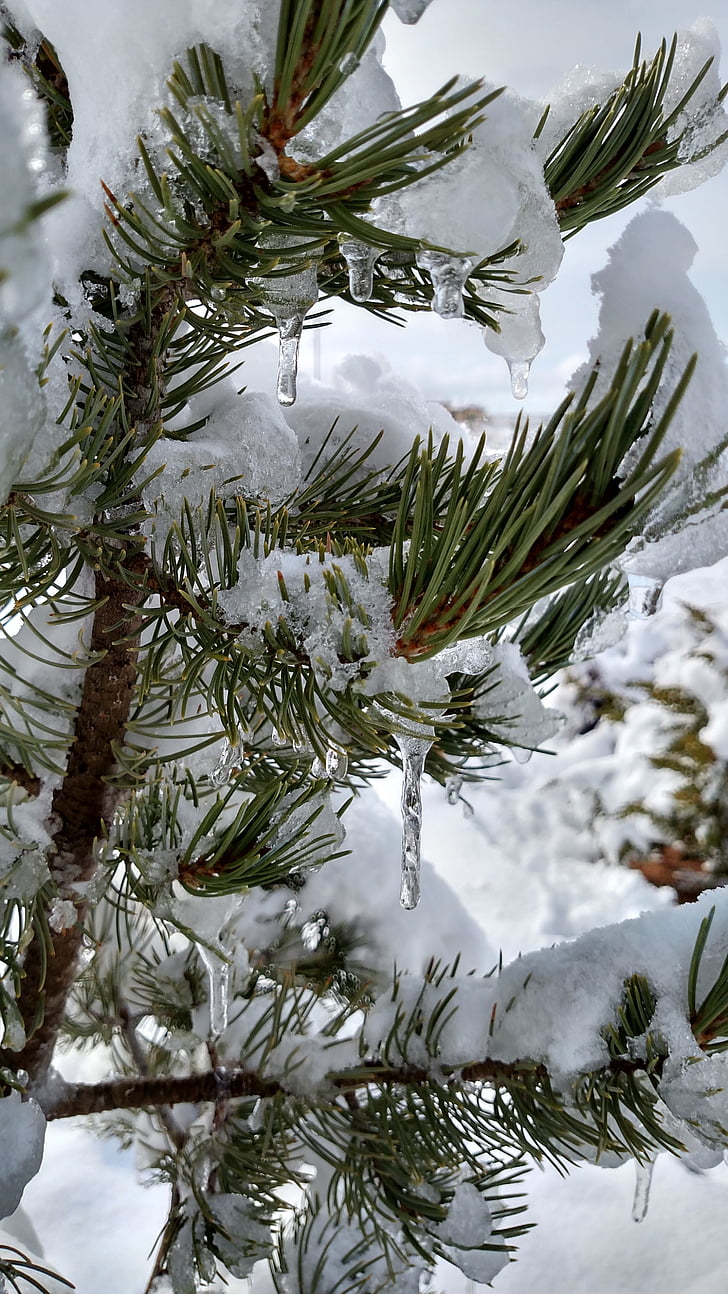 Pinus edulis, PIN, Evergreen, árvore, neve, Inverno, pingentes