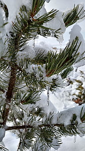 Pinus edulis, PIN-koodi, igihaljas, puu, lumi, talvel, jääpurikad