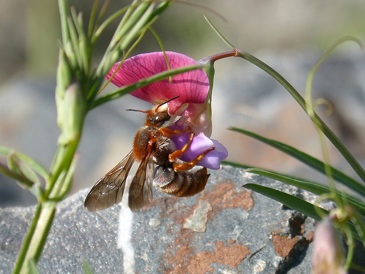 red bee, rhodanthidium sticticum, libar, smell pea, flower, flying insect, one animal
