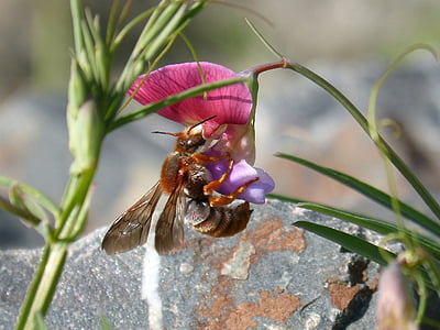 roşu de albine, rhodanthidium sticticum, libar, miros de mazăre, floare, insecte zburatoare, un animal
