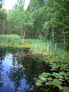 moor, pools, birch, mirroring, nature, tree, water