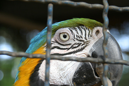 vták, Arara azul, Brazília, klietka, papagáj, lietať, krídla