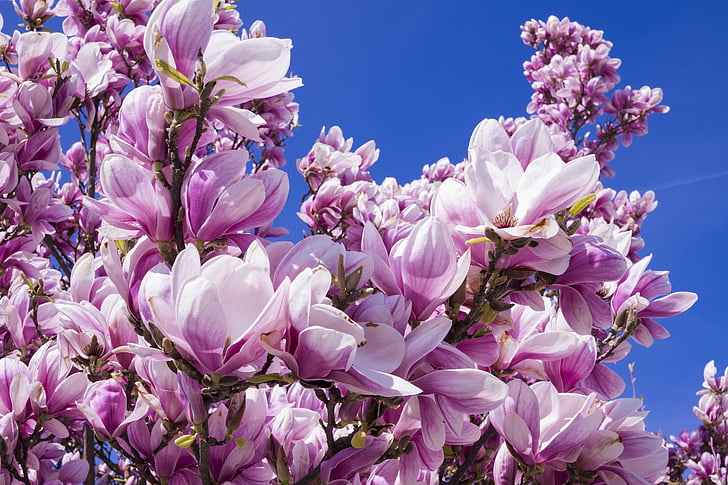Magnolia, virágok, rózsaszín, magnólia virág, blütenmeer, tavaszi, magnoliengewaechs