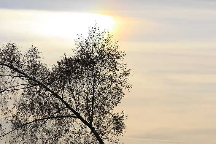 trees, sky, clouds, nature