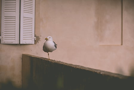 bianco, uccello, vicino a, in legno, feritoia, finestra, animale